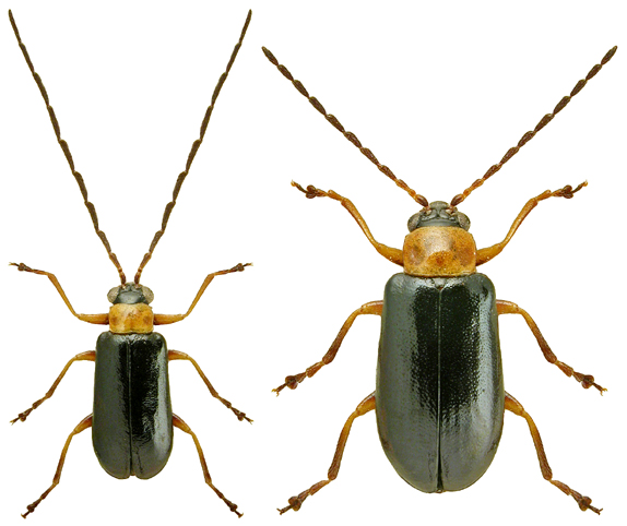 Luperus flavipes